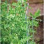 Burpee Pea And Cucumber Fence 2/Pack