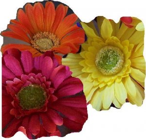 Caliente Mix - Dozen bloomin' pens