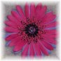 Wild Flowers - Pink leopard print bloomin pens