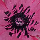 Wild Flowers - Pink zebra print bloomin pens