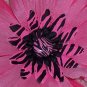 Wild Flowers - Pink zebra print bloomin pens