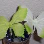 Butterfly Bouquet of pens- set of 6