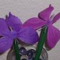 Butterfly Bouquet of pens- set of 6