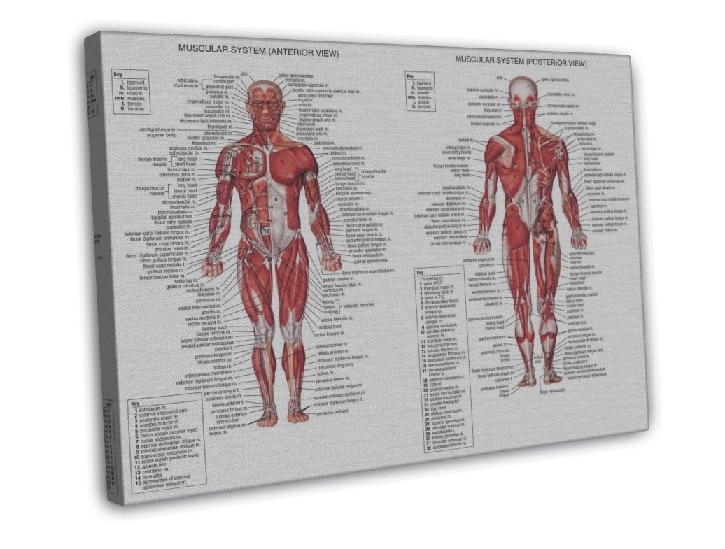 Human Body Anatomical Chart Muscular System Wall Decor X Inch FRAMED CANVAS Print