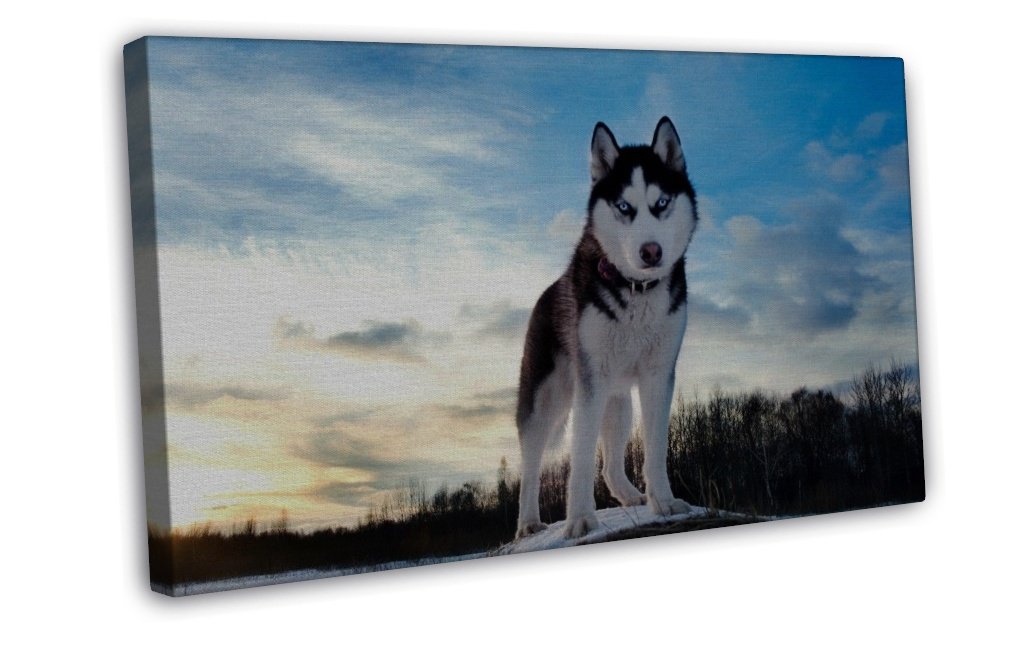 Siberian Husky Wall Decor 20x16 inch Framed Canvas Print
