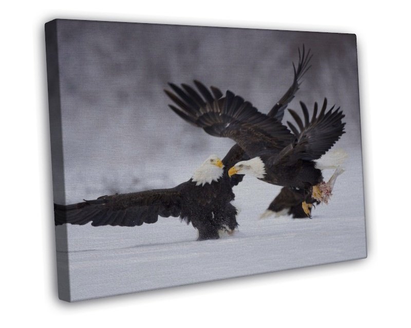 Bald Eagles Photo 20x16 Framed Canvas Print