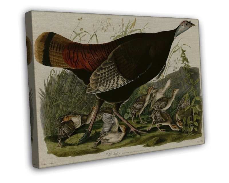 John James Audubon Wild Turkey Audubon Fine Art 20x16 inch Framed ...