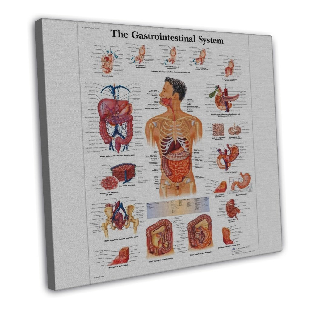 Chart Human Body Anatomy Art 16x12 inch Framed Canvas Print Decor