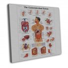 Chart Human Body Anatomy Art 16x12 inch Framed Canvas Print Decor