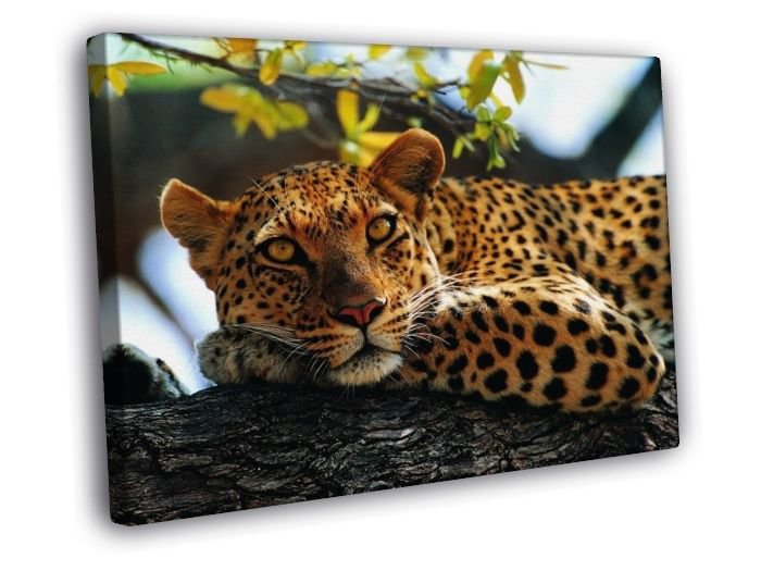 Leopard In A Tree Animal Nature  20x16 inch FRAMED CANVAS WALL PRINT