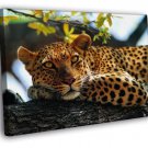 Leopard In A Tree Animal Nature  20x16 inch FRAMED CANVAS WALL PRINT