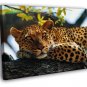 Leopard In A Tree Animal Nature  20x16 inch FRAMED CANVAS WALL PRINT