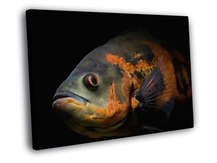 Oscar Fish Beautiful Astronotus Ocellatus  20x16 inch FRAMED CANVAS WALL PRINT