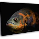 Oscar Fish Beautiful Astronotus Ocellatus  20x16 inch FRAMED CANVAS WALL PRINT