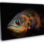 Oscar Fish Beautiful Astronotus Ocellatus 20x16 inch FRAMED CANVAS WALL PRINT