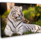 White Tiger Beautiful Animal Nature  20x16 inch FRAMED CANVAS WALL PRINT