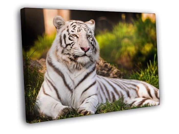White Tiger Beautiful Animal Nature  20x16 inch FRAMED CANVAS WALL PRINT