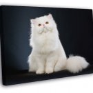 Beautiful White Persian Cat Kitten  20x16 inch FRAMED CANVAS WALL PRINT
