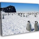 Antarctica Penguins Cute Snow Nature  20x16 inch FRAMED CANVAS WALL PRINT