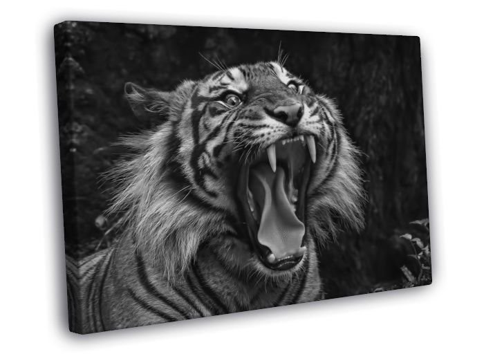 Tiger Roar Wild Cat Nature Beautiful Awesome BW WALL  20x16 inch FRAMED CANVAS PRINT