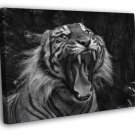 Tiger Roar Wild Cat Nature Beautiful Awesome BW WALL  20x16 inch FRAMED CANVAS PRINT