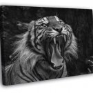 Tiger Roar Wild Cat Nature Beautiful Awesome BW WALL  20x16 inch FRAMED CANVAS PRINT
