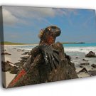 Marine Iguana Galapagos Islands Lizard Animal Nature  20x16 inch FRAMED CANVAS WALL PRINT