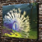 White Peacock Bird Decor  20x16 inch FRAMED CANVAS PRINT