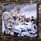 Softness of a Stare Snow Leopard Decor  20x16 inch FRAMED CANVAS PRINT