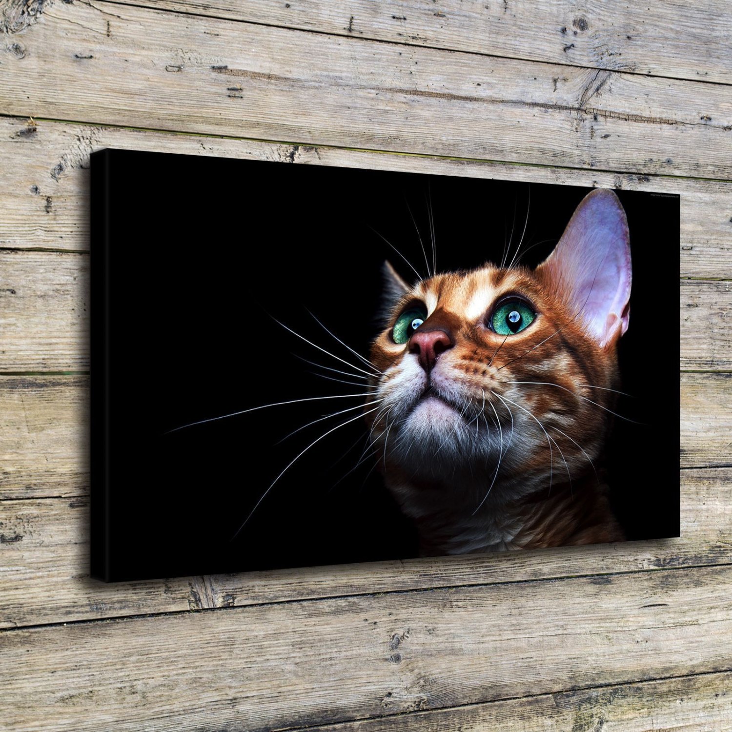 Kitty kitten cat eyes Decor  20x16 inch FRAMED CANVAS PRINT