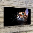 Kitty kitten cat eyes Decor  20x16 inch FRAMED CANVAS PRINT