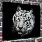 Heather Lara, big cat Decor  20x16 inch FRAMED CANVAS PRINT