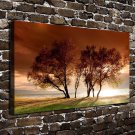 Immortal tree Decor  20x16 inch FRAMED CANVAS PRINT