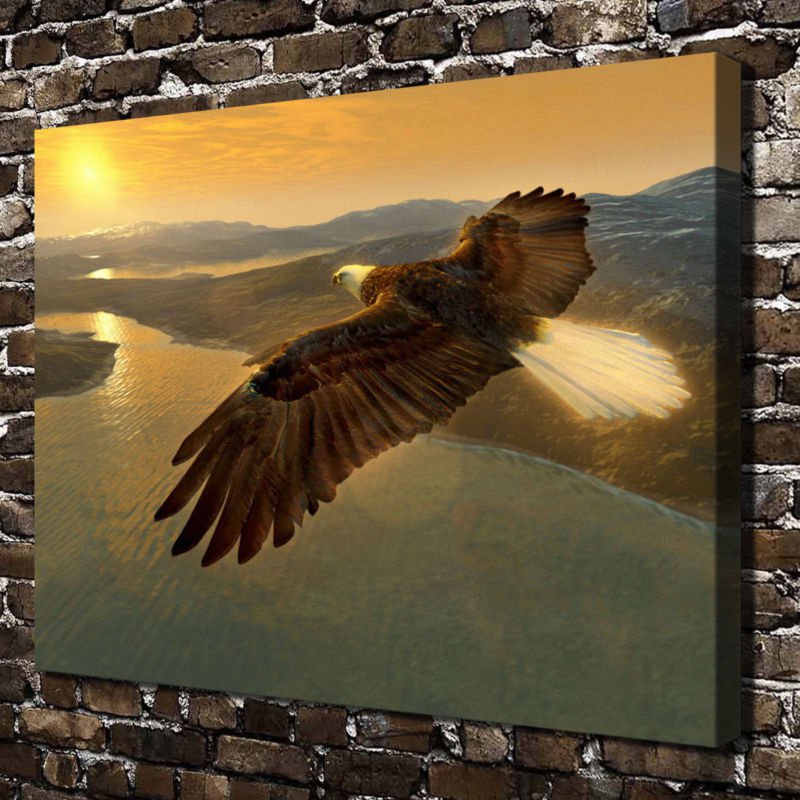 Animal Eagle flying sky Decor  20x16 inch FRAMED CANVAS PRINT