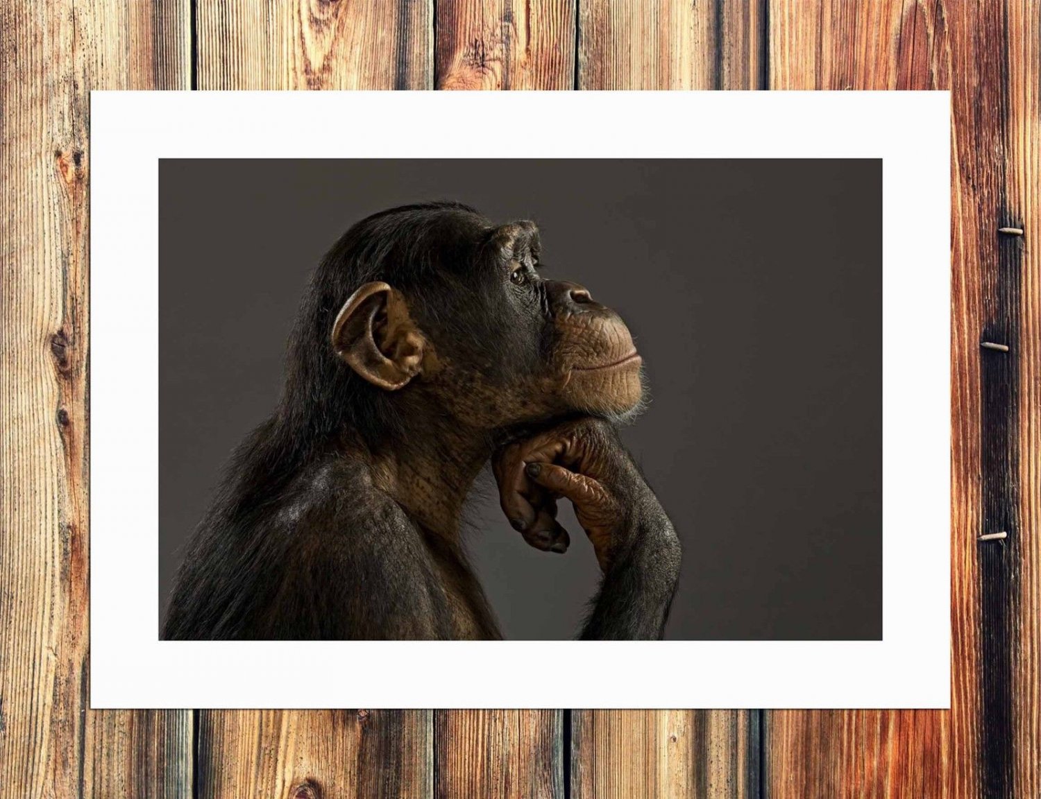 Chimpanzee Modeling  20x16 inch FRAMED CANVAS PRINT