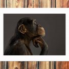 Chimpanzee Modeling  20x16 inch FRAMED CANVAS PRINT