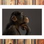 Chimpanzee Modeling  20x16 inch FRAMED CANVAS PRINT