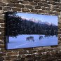 Animal Wolf  20x16 inch FRAMED CANVAS PRINT
