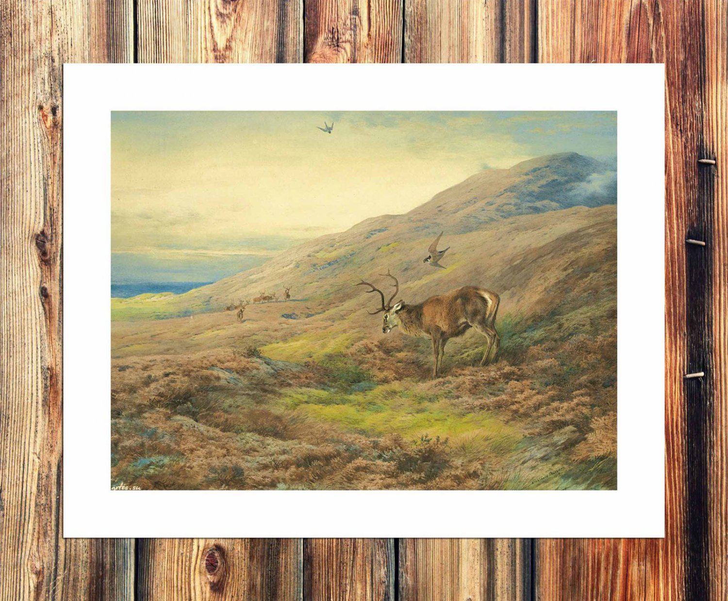 Archibald Thorburn  20x16 inch FRAMED CANVAS PRINT