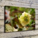 Anemone Yellow  20x16 inch FRAMED CANVAS PRINT