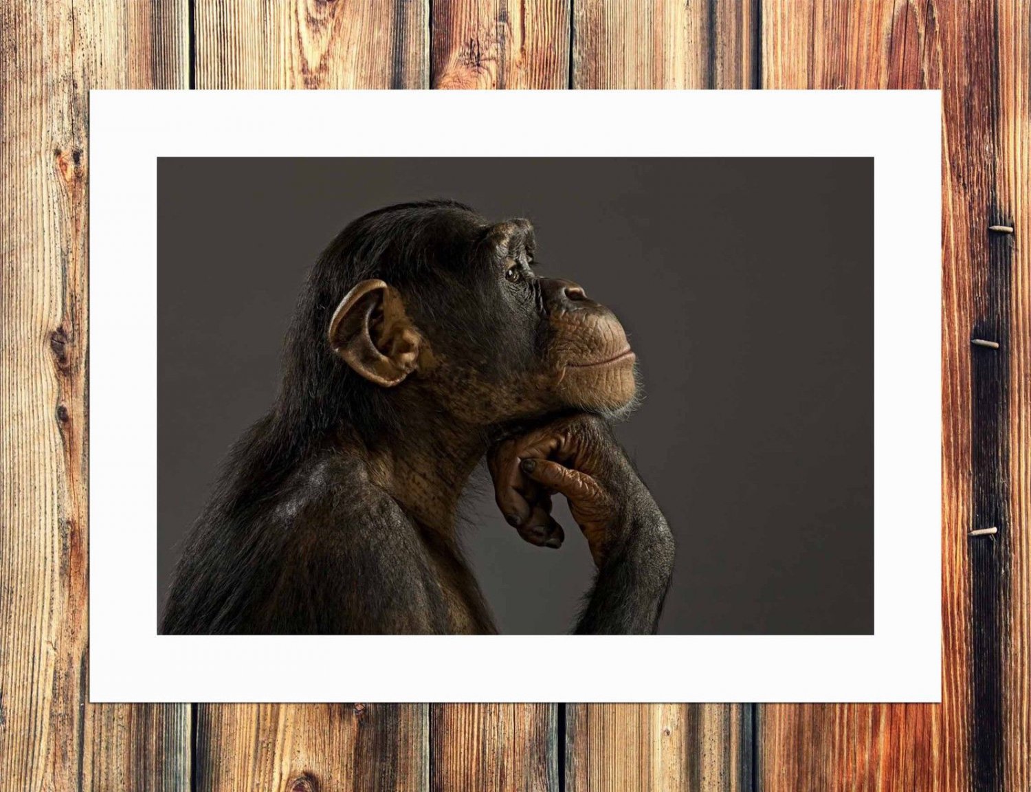 Chimpanzee Modeling  20x16 inch FRAMED CANVAS PRINT