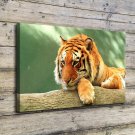 Tiger In Zoo Animal  20x16 inch FRAMED CANVAS PRINT