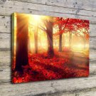 Nature Forest Park  20x16 inch FRAMED CANVAS PRINT