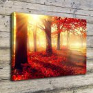 Nature Forest Park  20x16 inch FRAMED CANVAS PRINT