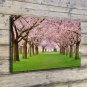 Nature Forest Trees  20x16 inch FRAMED CANVAS PRINT