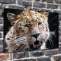 Roaring leopard Painting  20x16 inch FRAMED CANVAS PRINT