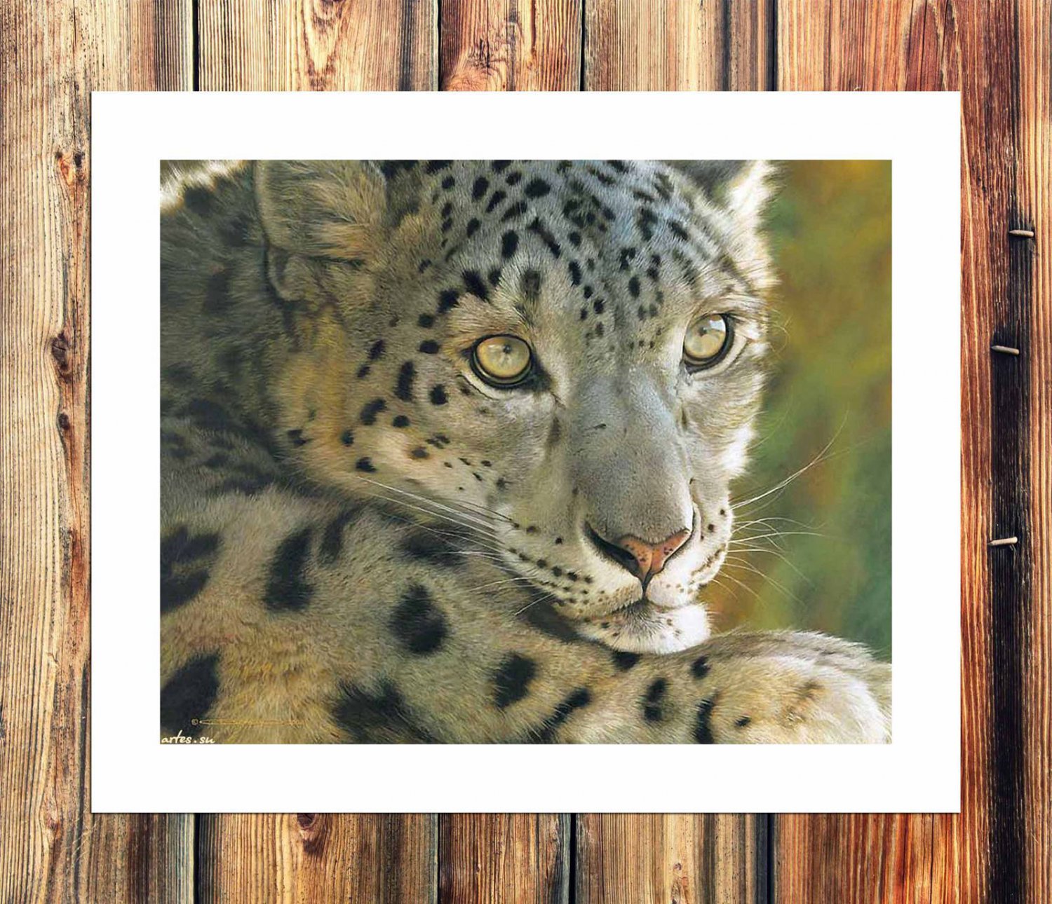 Snow leopard Paintings  20x16 inch FRAMED CANVAS PRINT