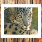 Snow leopard Paintings  20x16 inch FRAMED CANVAS PRINT