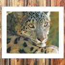 Snow leopard Paintings  20x16 inch FRAMED CANVAS PRINT