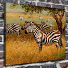 Wildlife Zebra Animal  20x16 inch FRAMED CANVAS PRINT